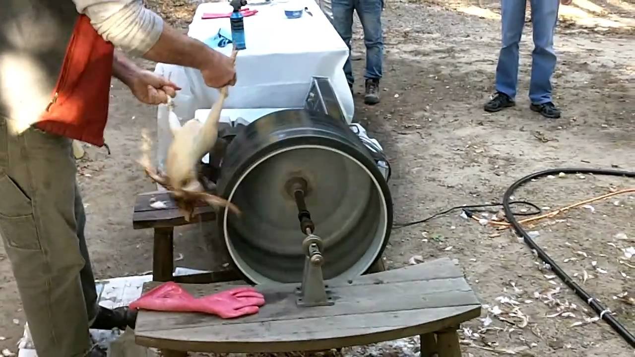 cách nuôi gà đá bị rót cách nuôi gà đá bị rót