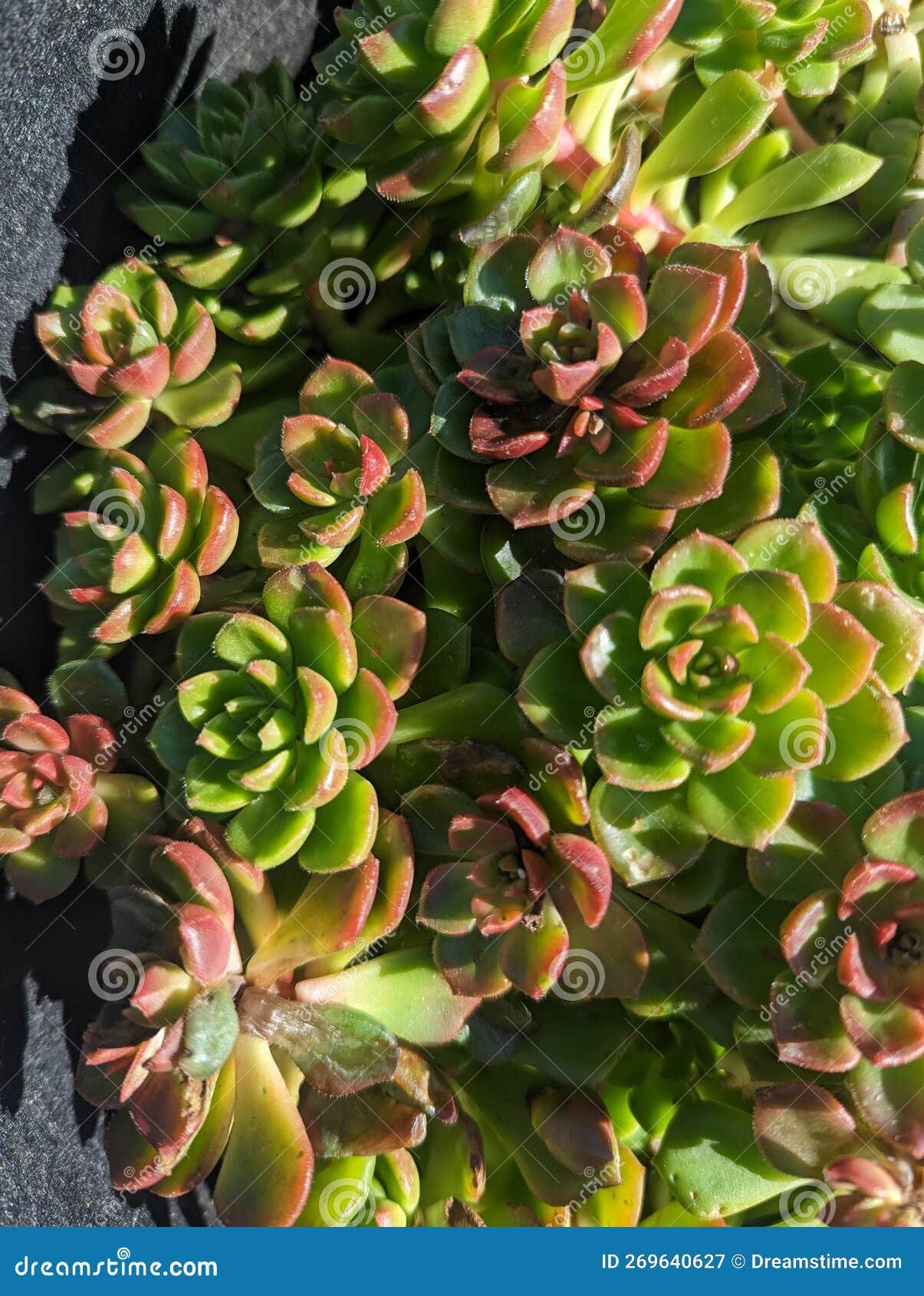 chợ tốt gà đá đồng nai chợ tốt gà đá đồng nai
