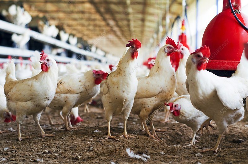 bambusa ventricosa trúc đùi gà hóp đá bambusa ventricosa trúc đùi gà hóp đá