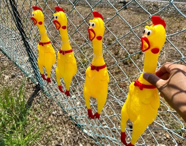 đá gà cựa sắt việt nam mới nhất đá gà cựa sắt việt nam mới nhất