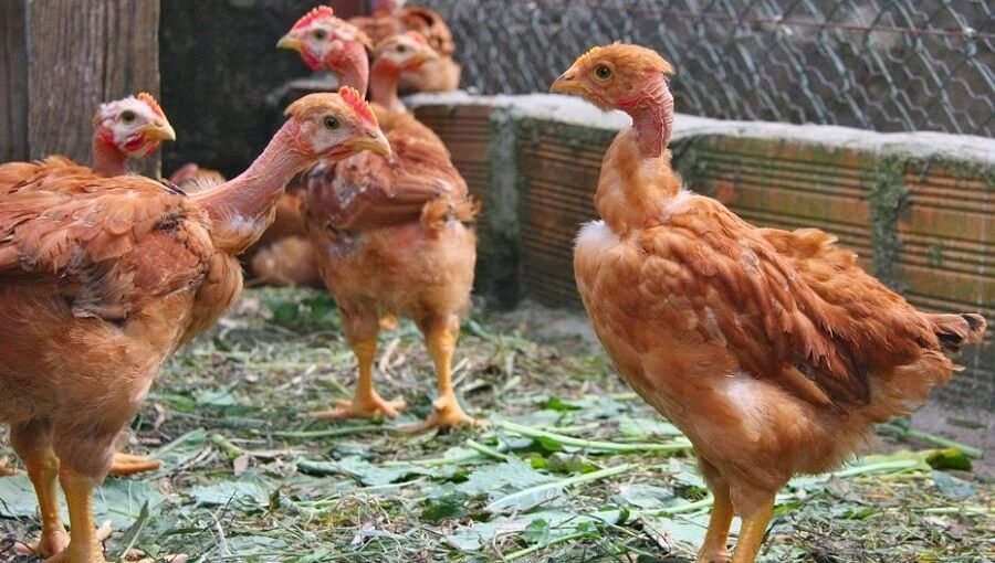 gà đá bị té gà đá bị té