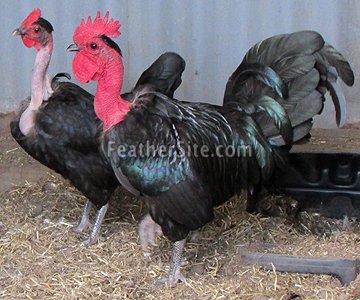 gà đá nấu hon gà đá nấu hon