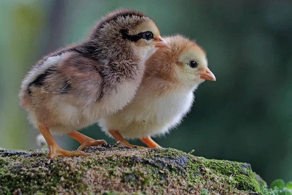 xem đá gà ở campuchia xem đá gà ở campuchia