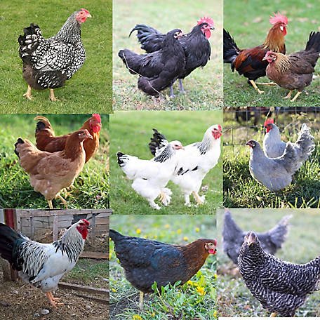 xem đá gà thomo mới nhất hôm nay,Giới thiệu về Xem đá gà Thomo mới nhất hôm nay xem đá gà thomo mới nhất hôm nay,Giới thiệu về Xem đá gà Thomo mới nhất hôm nay