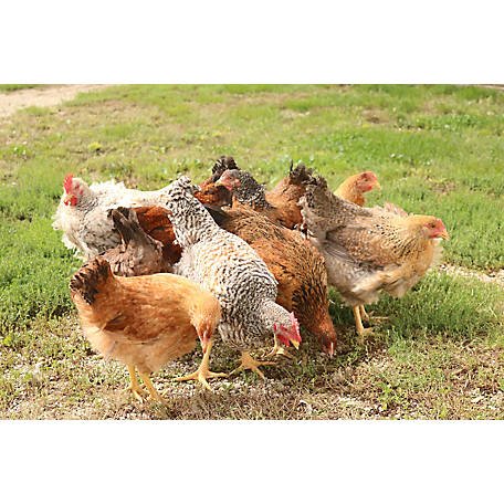 đá gà trực tiếp ngày 10 tháng 9 đá gà trực tiếp ngày 10 tháng 9