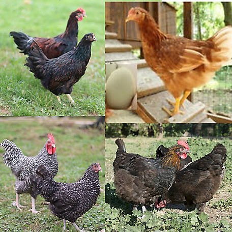 đá gà ở thái lan đá gà ở thái lan