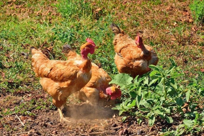 đá gà thomo mới hôm nay đá gà thomo mới hôm nay