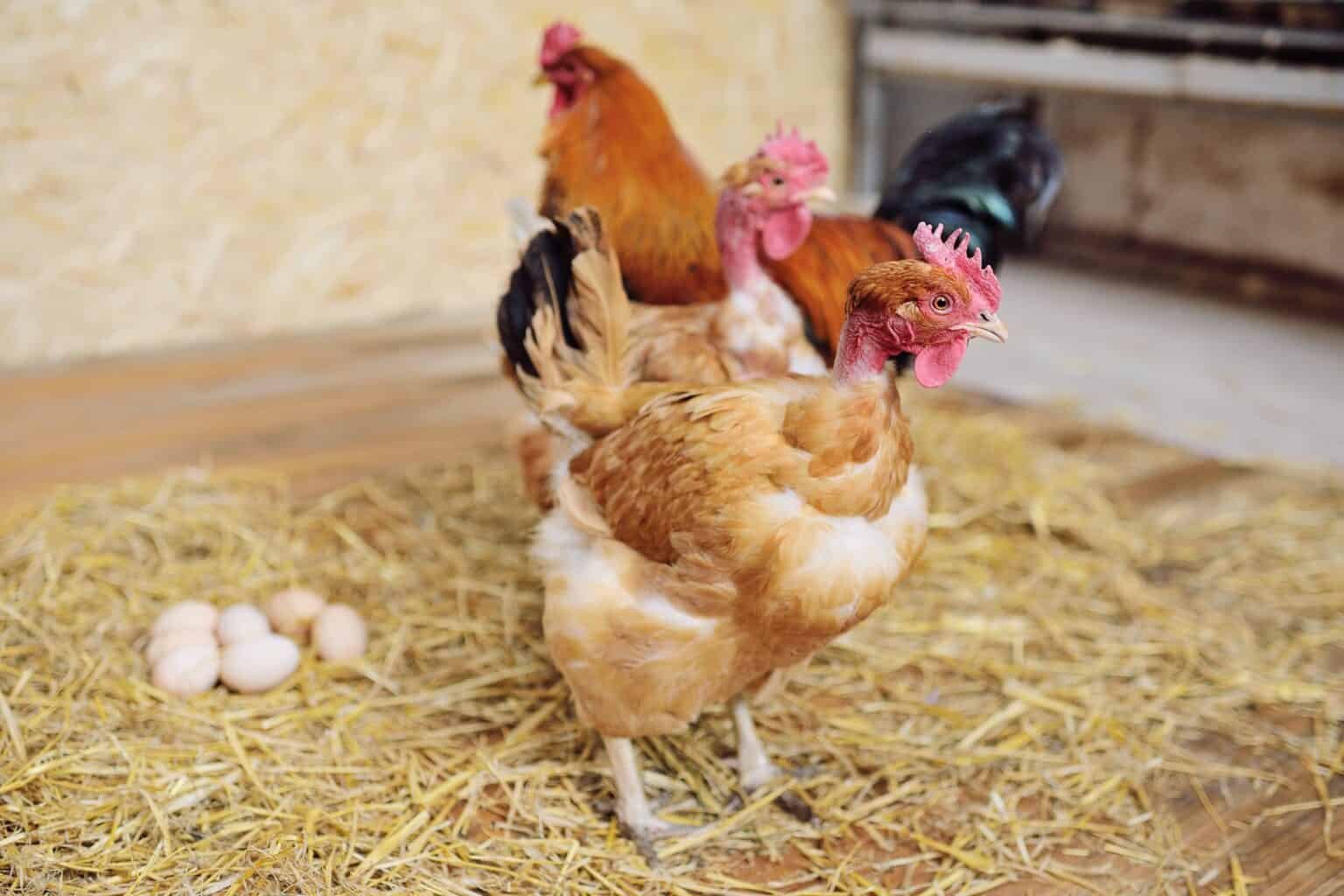 một số thuật ngữ trong đá gà một số thuật ngữ trong đá gà