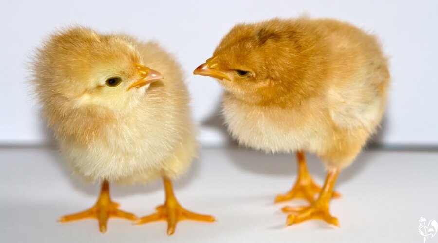 xem đá gà trực tiếp thomo ngày nay xem đá gà trực tiếp thomo ngày nay