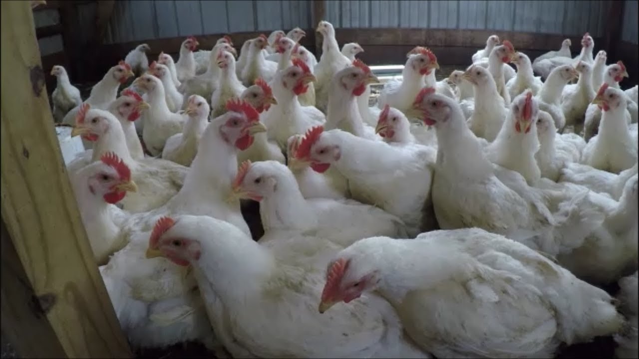 xem gà đá cựa sắt việt nam xem gà đá cựa sắt việt nam