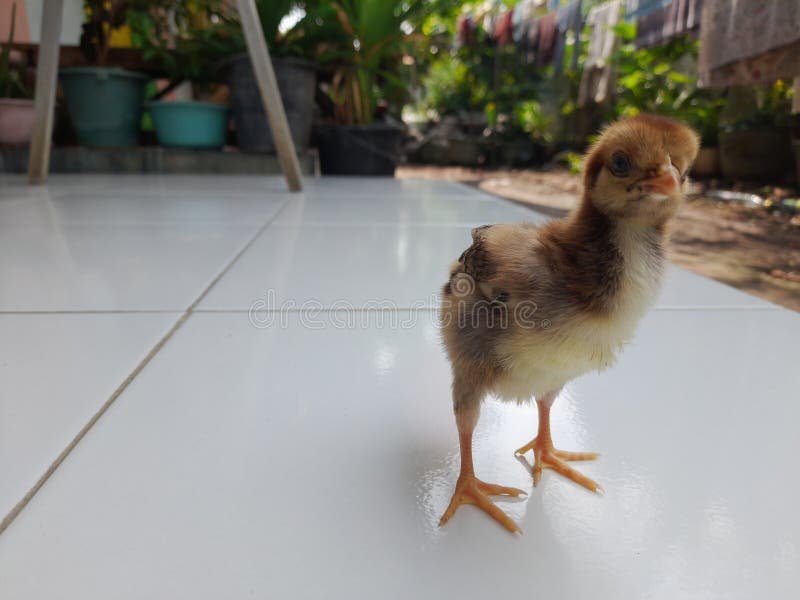 coi gà đá coi gà đá
