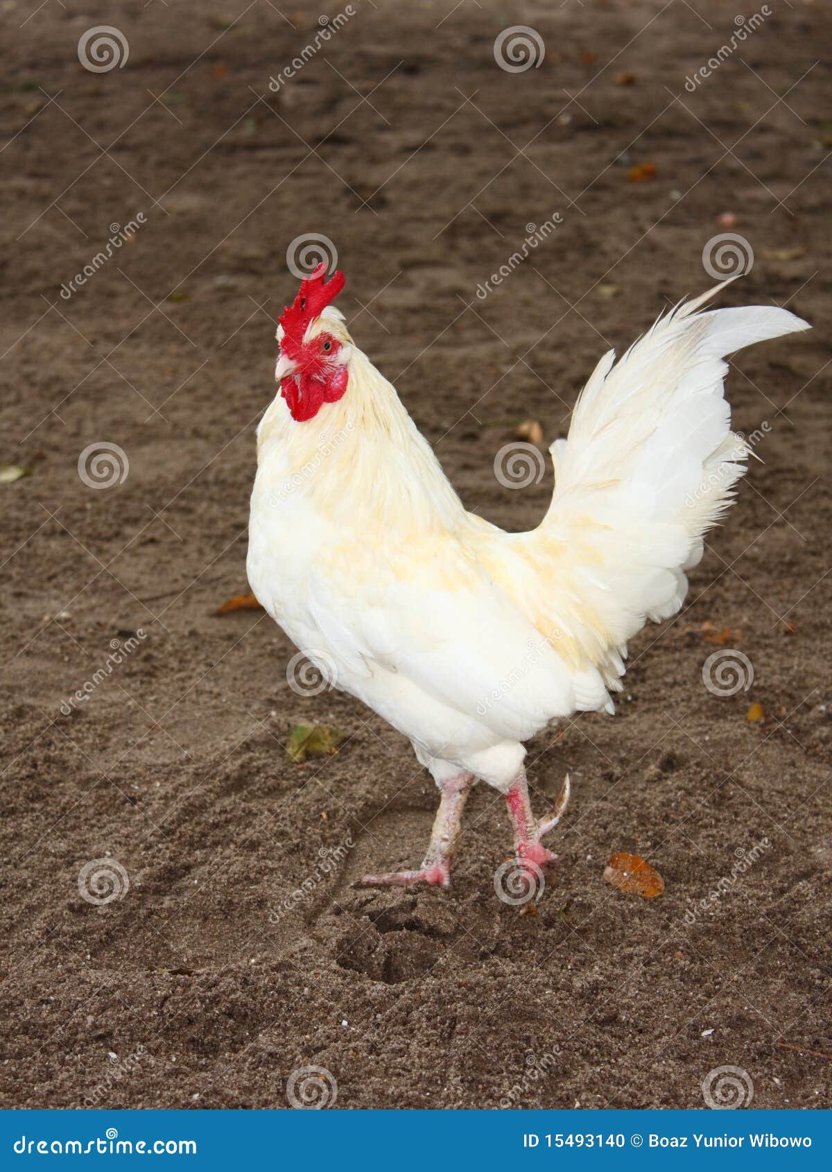đá gà thomo campuchia ngày hôm nay đá gà thomo campuchia ngày hôm nay