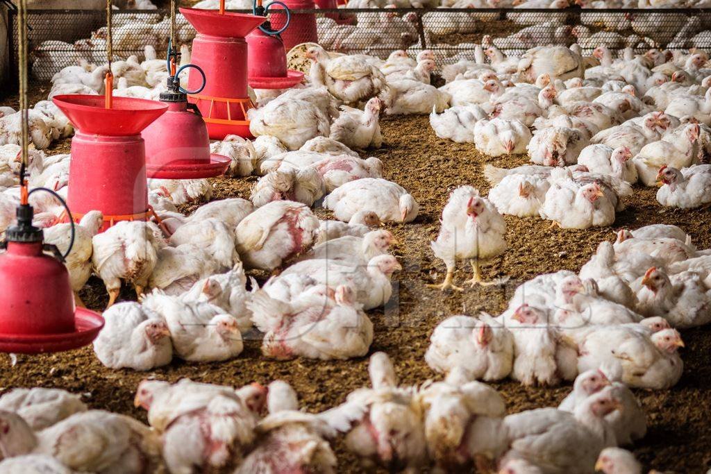 đá gà thomo hôm nay mới nhất đá gà thomo hôm nay mới nhất