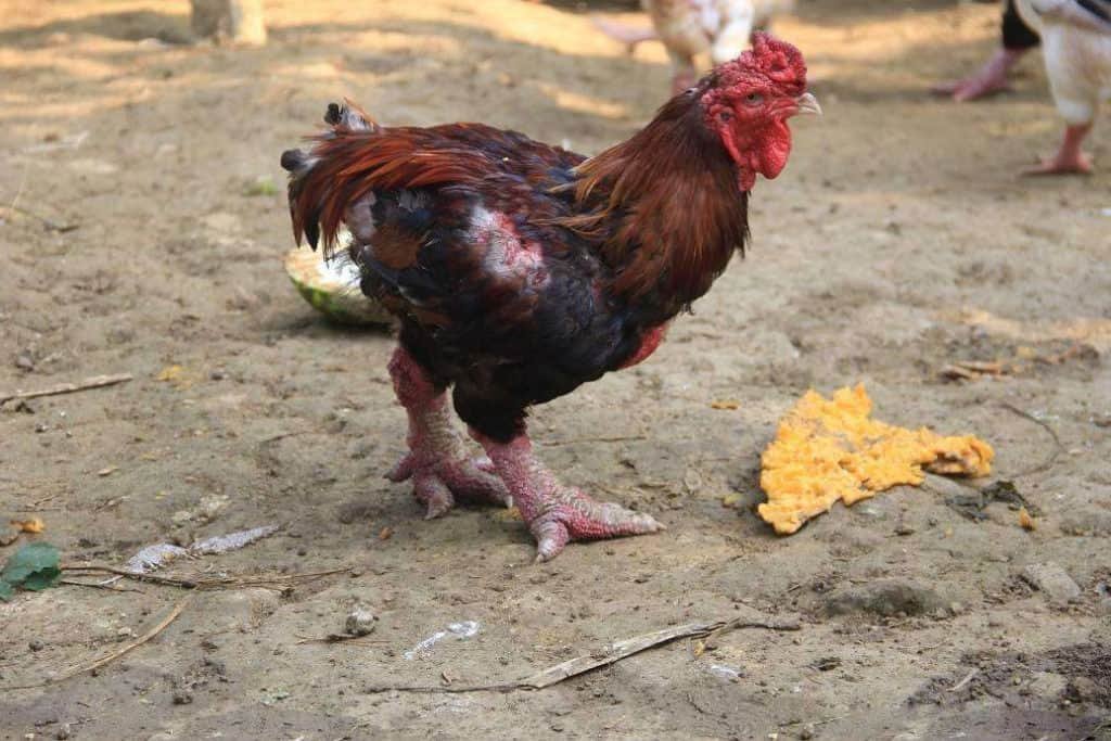 coi đá gà campuchia ngày hôm nay coi đá gà campuchia ngày hôm nay