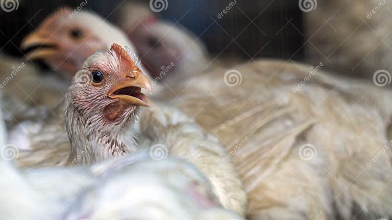 gà đá tiền cần thơ gà đá tiền cần thơ
