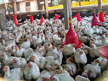 đá gà đỉnh cao thái lan đá gà đỉnh cao thái lan