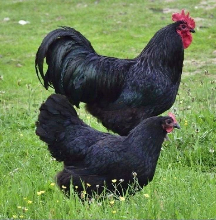 đá gà tre mới nhất thomo đá gà tre mới nhất thomo