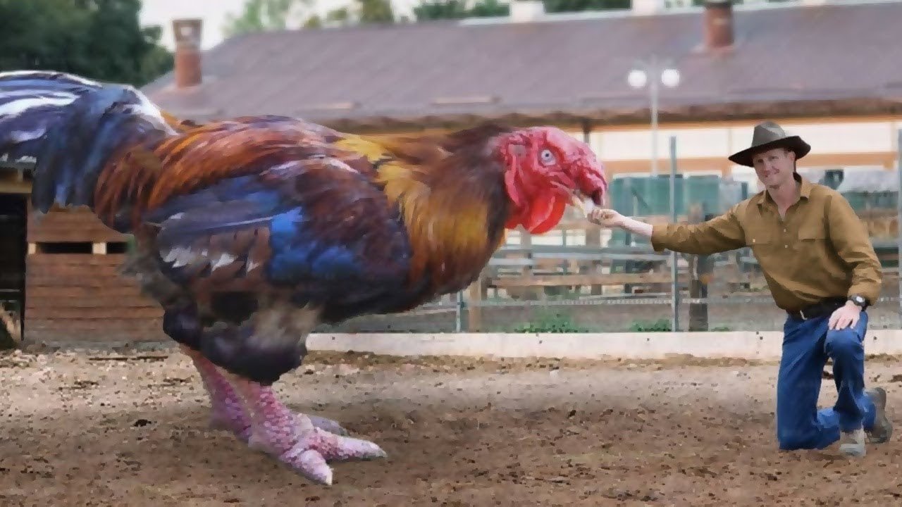 vụ an bắt đá gà ở huyện bình tân vụ an bắt đá gà ở huyện bình tân