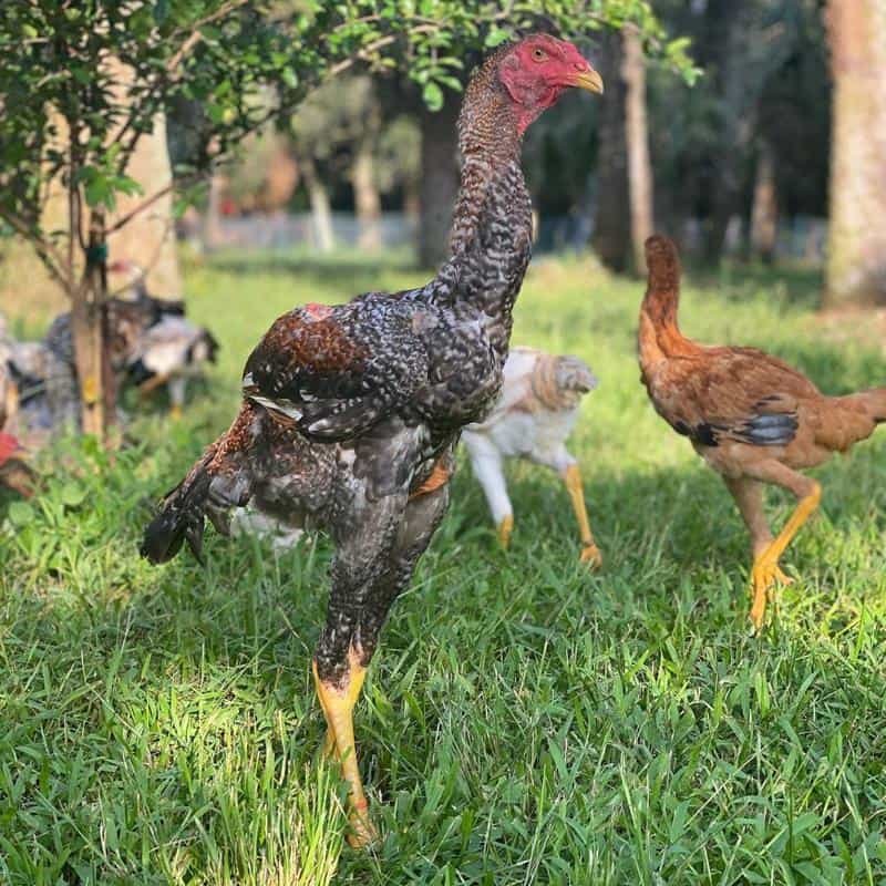 đá gà campuchia trực tiếp ngày 30 tháng 12 đá gà campuchia trực tiếp ngày 30 tháng 12