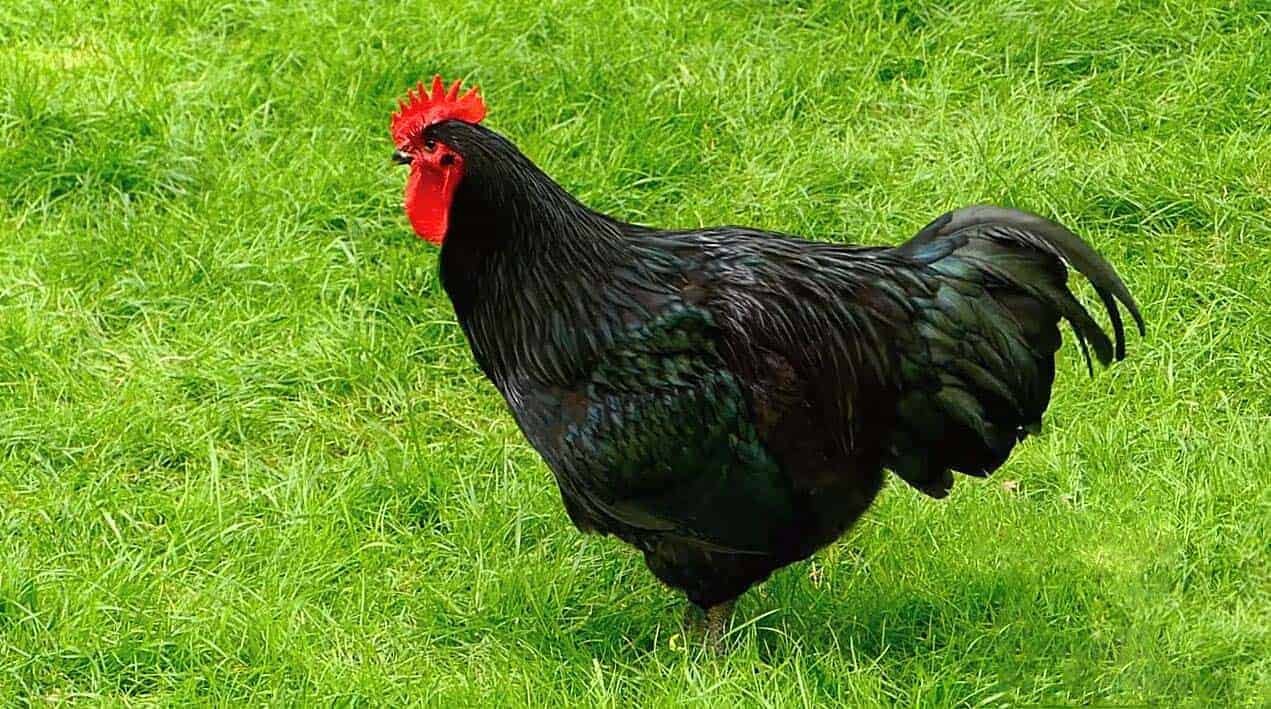 sách nuôi gà đá sách nuôi gà đá