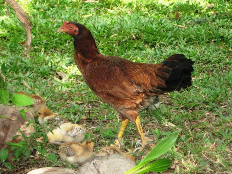 đá gà trực tiếp thomo hôm nay thứ 7 đá gà trực tiếp thomo hôm nay thứ 7