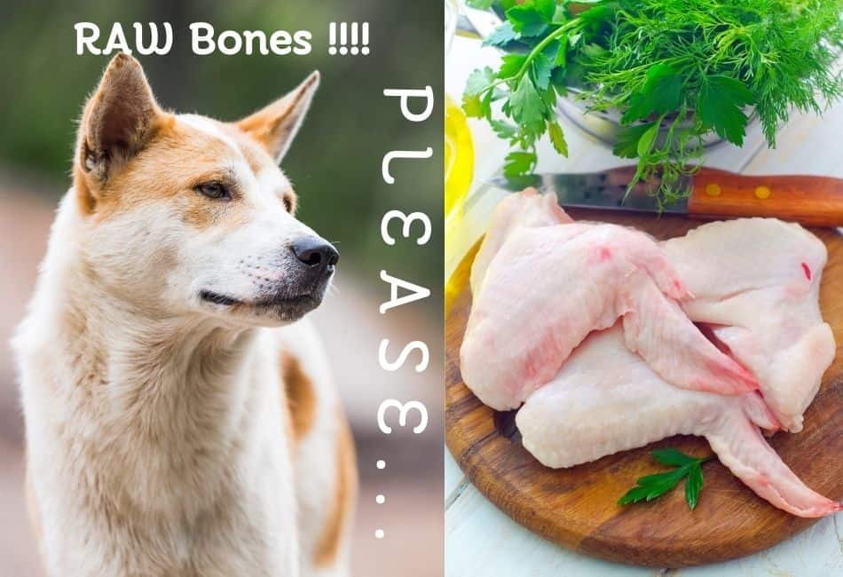 đá gà trực tiếp c1 hôm nay đá gà trực tiếp c1 hôm nay