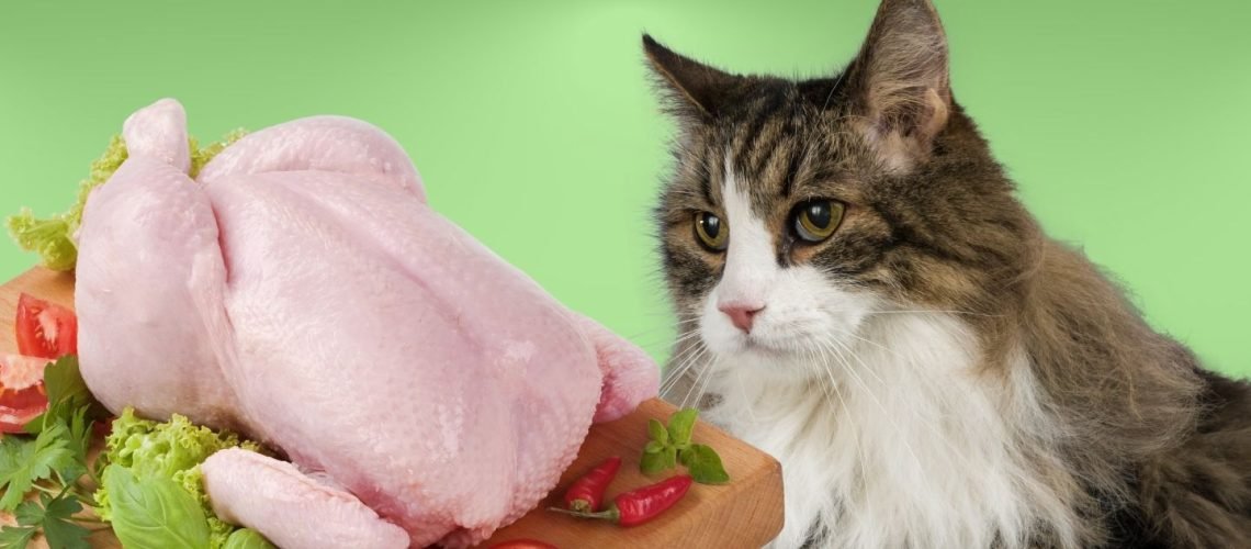 đá gà thomo trực tiếp hôm qua đá gà thomo trực tiếp hôm qua