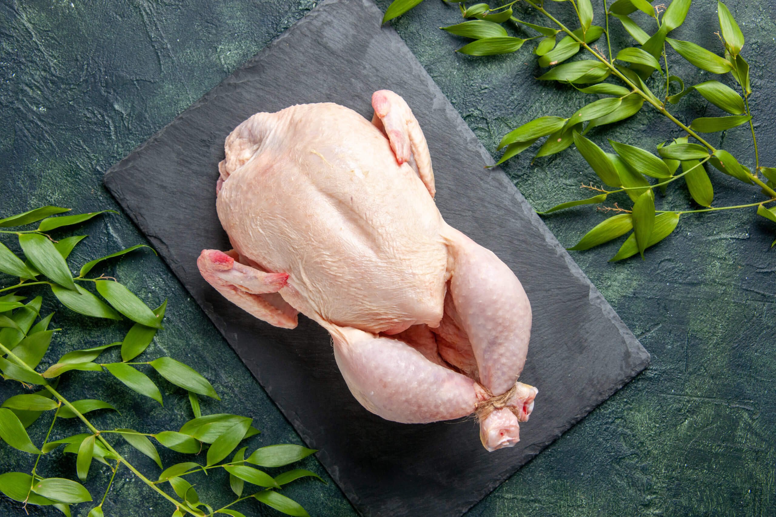 cám gà đá mỹ cám gà đá mỹ