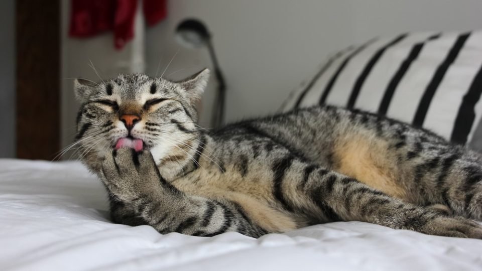 ổ đá gà tại bàn long ổ đá gà tại bàn long