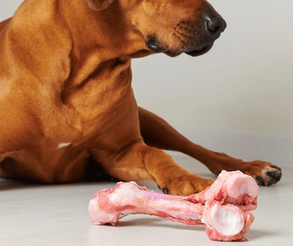 gà đá với người gà đá với người