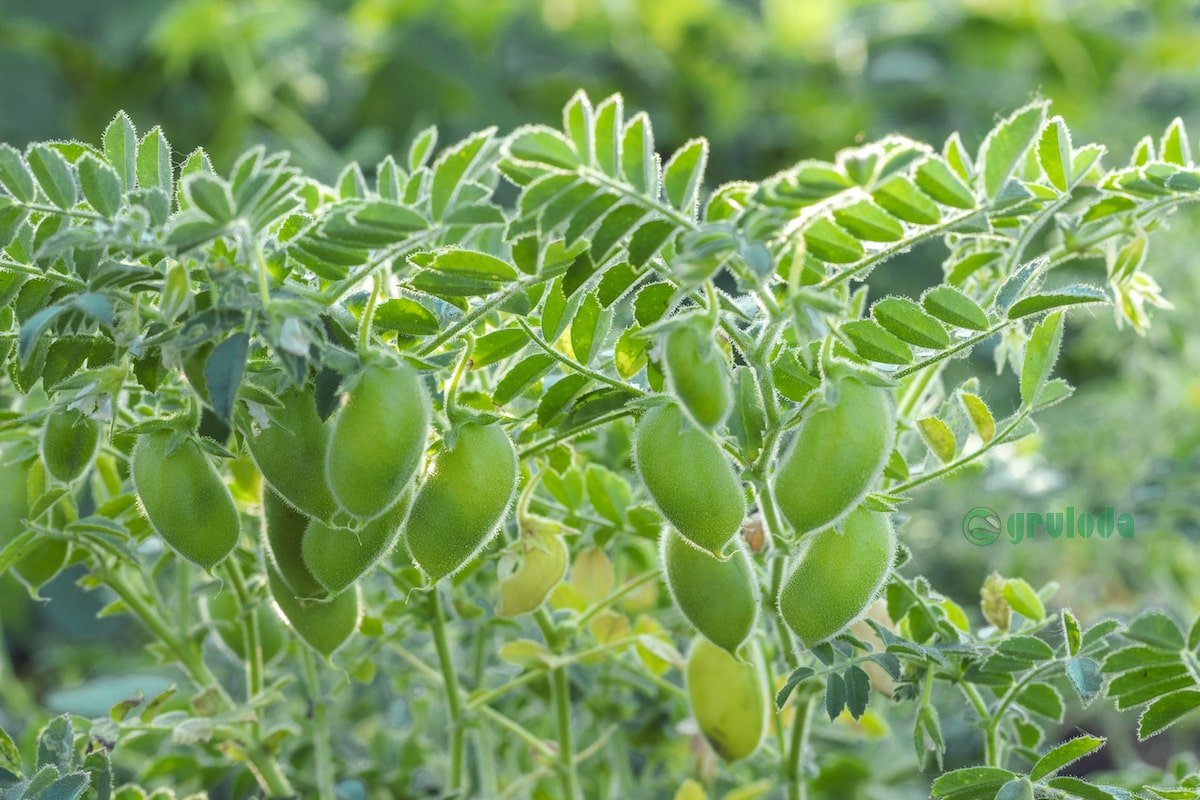 đá gà tre cựa sắt thomo