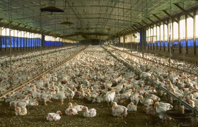 đá gà thomo hôm nay trực tiếp đá gà thomo hôm nay trực tiếp