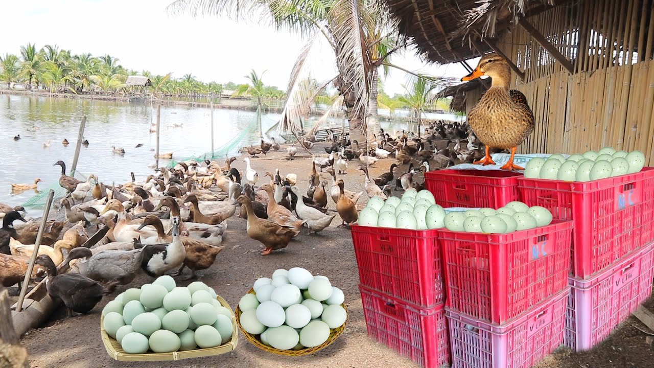 thuốc thả cựa gà đá thuốc thả cựa gà đá