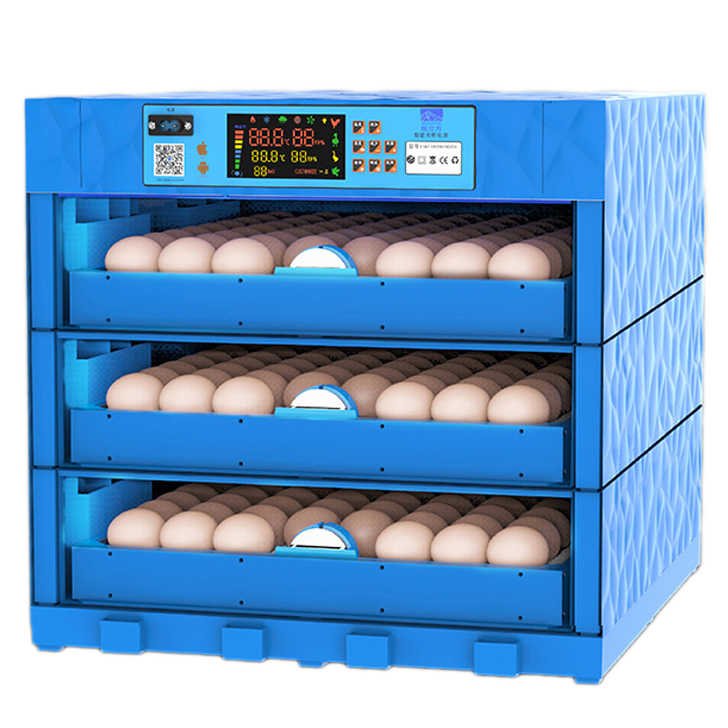 Thú vị và hồi hộp cùng trận đá gà Thomo hôm nay