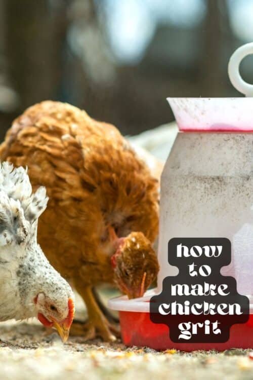 Khám phá thế giới đầy màu sắc của đá gà truyền thống tại Cát Bụi