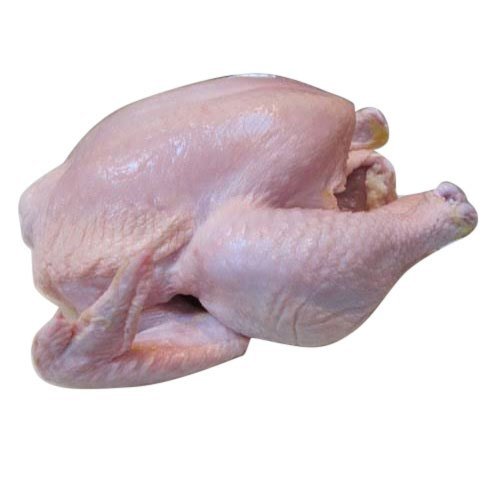 Bí quyết nuôi dưỡng gà tre chiến thắng trận đấu